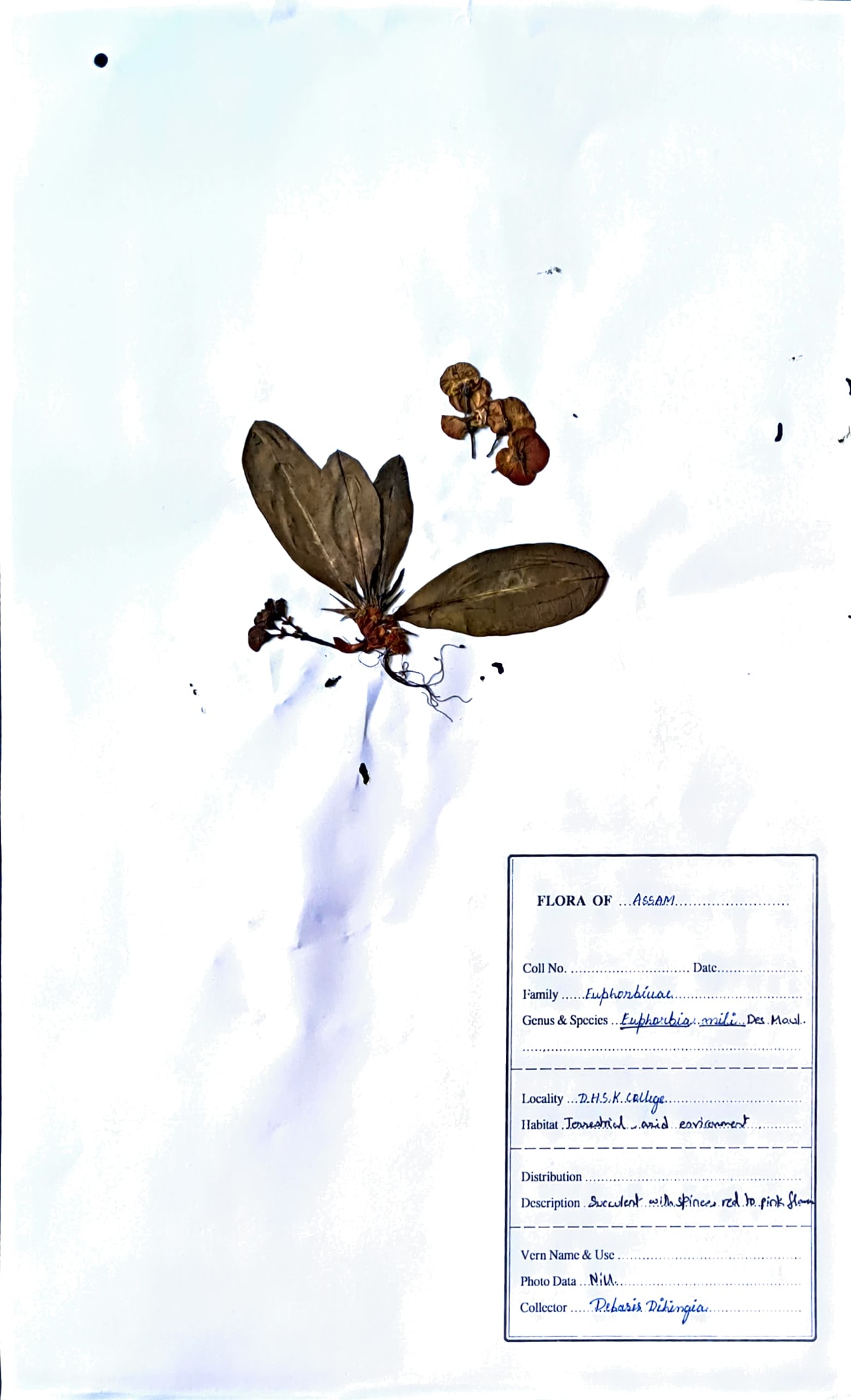Sarau siju (Ass.) (Herbarium)